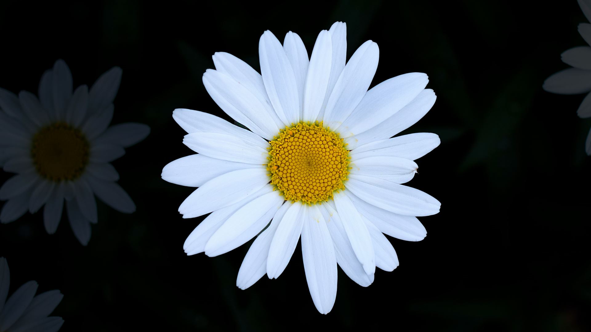 Daisy