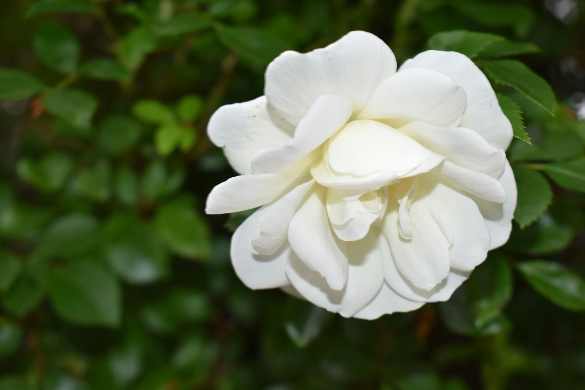 Cape jasmine