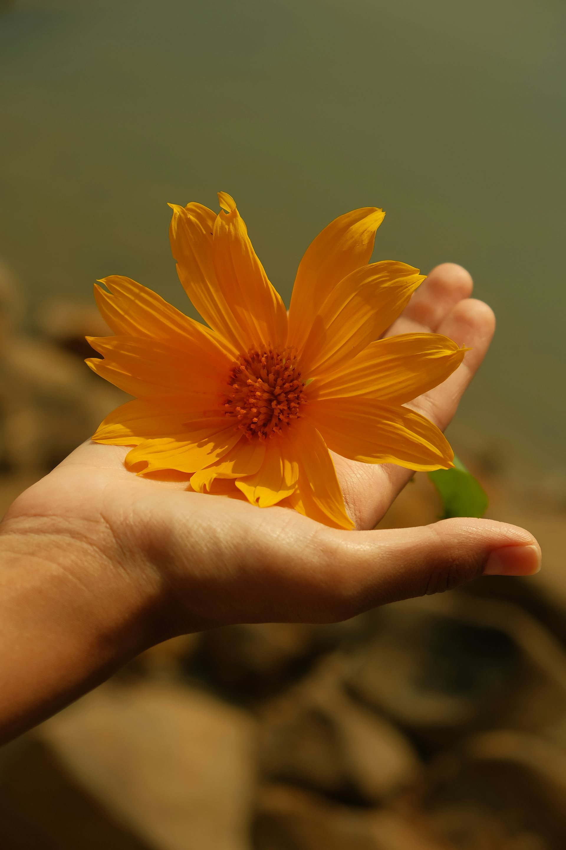 Flower
